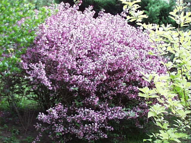 081